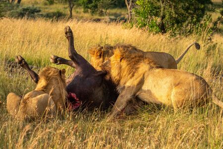 Three male lions feed on Cape buffaloの写真素材