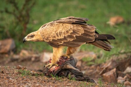 Tawny eagle perches on kill lowering headの写真素材