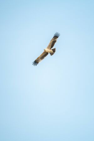 Tawny eagle soaars in perfect blue skyの写真素材