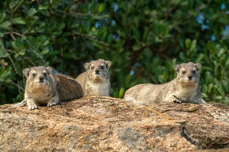 Three rock hyrax on rock by treesの写真素材
