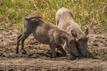 Two common warthog graze kneeling in grassの写真素材