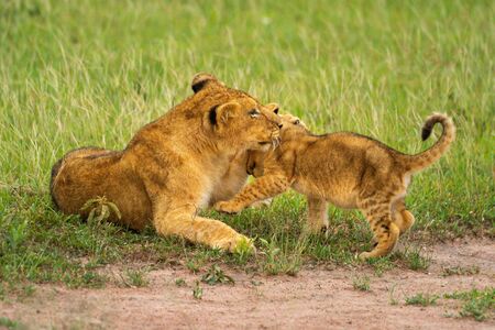 Two lion cubs play fighting in grassの写真素材