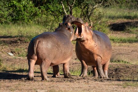 Two hippo open mouths at each otherの写真素材