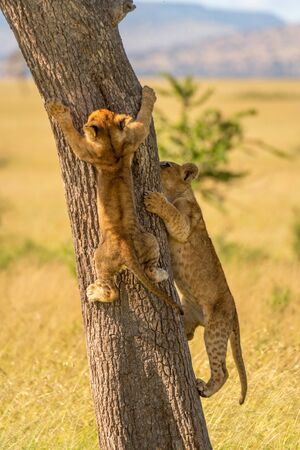 Two lion cubs climb tree on savannahの写真素材