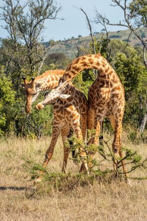 Two Masai giraffe fight in grassy clearingの写真素材