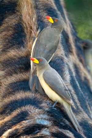 Two yellow-billed oxpecker standing on Masai giraffeの写真素材