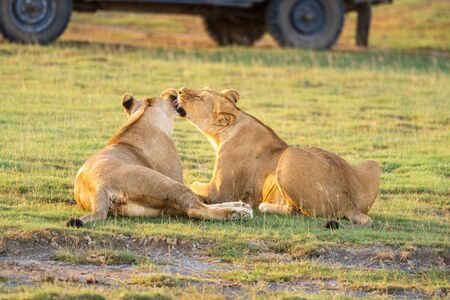 Two lionesses nuzzle each other by vehicleの写真素材