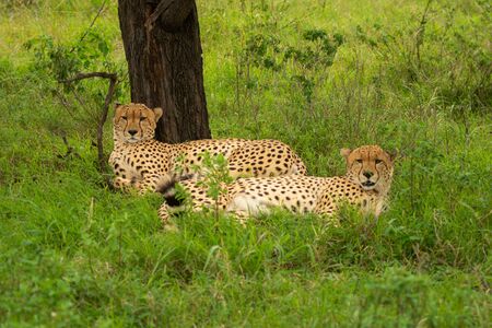 Two male cheetah lie beside tree trunk