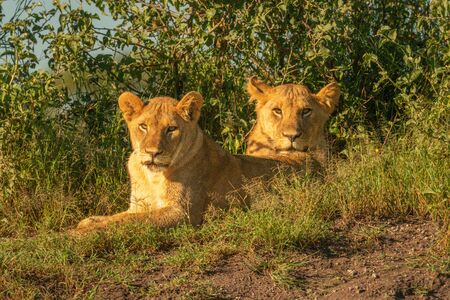 Two lionesses lie by bushes watching cameraの写真素材