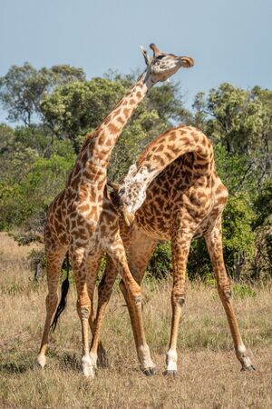 Two Masai giraffe stand necking near treesの写真素材