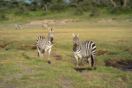 Two plains zebra beside river face cameraの写真素材