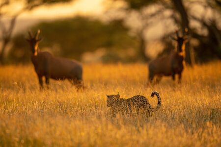 Two topi watch leopard walking through grassの写真素材