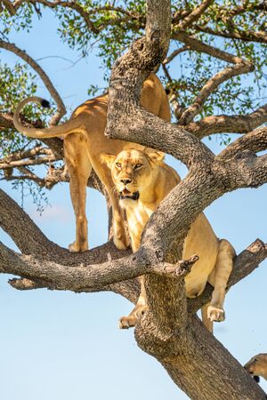 Two lionesses sit looking out from treeの写真素材