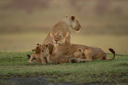 Two lionesses lie and sit with cubsの写真素材