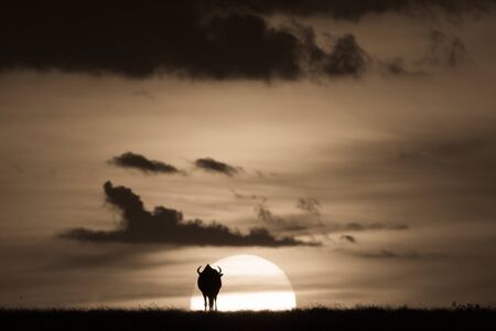 Sepia blue wildebeest against sun on horizonの写真素材