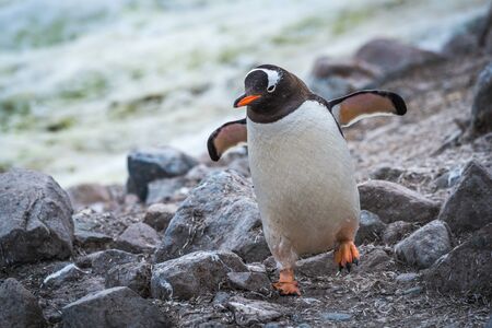 Gentoo penguin running through rocks using flippersの写真素材