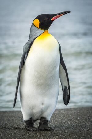 King penguin on beach with waves behindの写真素材
