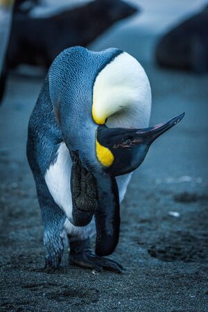 King penguin scratching behind head with footの写真素材