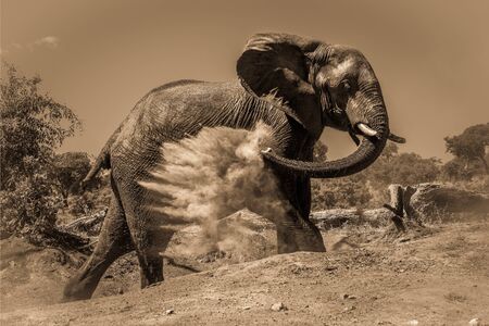 Sepia elephant getting dust bath on hillsideの写真素材