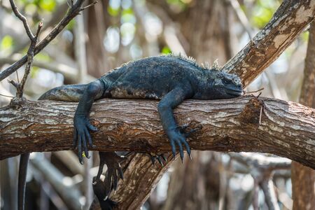 Marine iguana sleeping on mangrove tree branchの写真素材