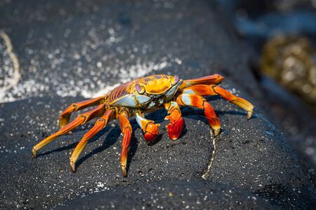 Sally Lightfoot crab perched on grey rock