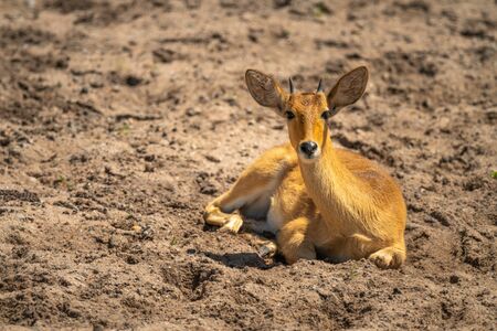Young reedbuck lies in sand eyeing cameraの写真素材