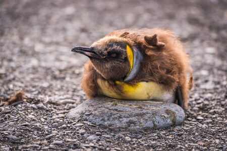 Moulting king penguin on rock on shingleの写真素材