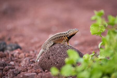 Lava lizard perched on rock beside bushの写真素材