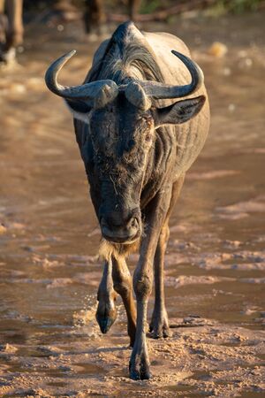 Blue wildebeest crosses shallow stream in sunshineの写真素材
