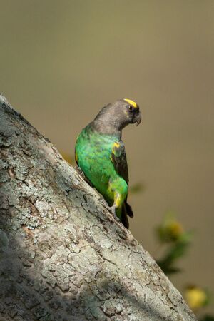 Brown parrot on diagonal trunk turning head