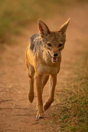 Black-backed jackal trots along track towards cameraの写真素材