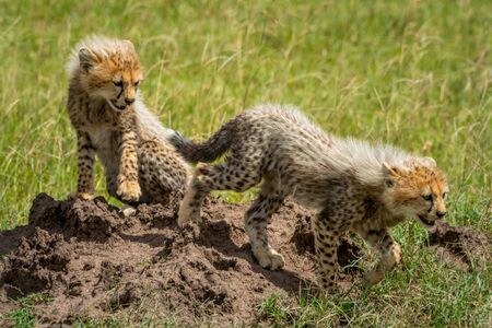 Cheetah cub leaves another sitting on moundの写真素材