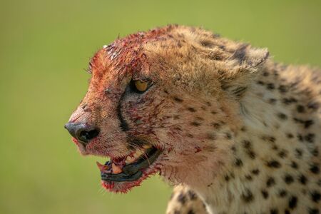Close-up of bloody cheetah with green backgroundの写真素材