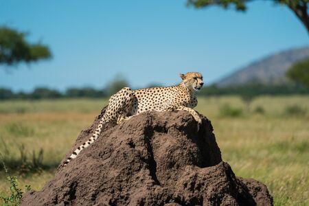 Cheetah lies on termite mound in sunshineの写真素材