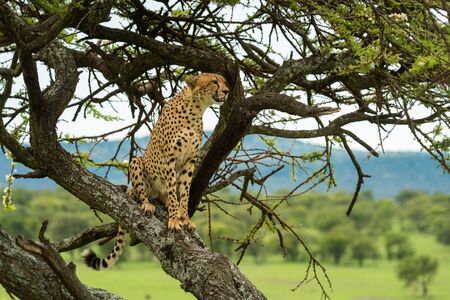 Cheetah sits on diagonal branch watching savannahの写真素材
