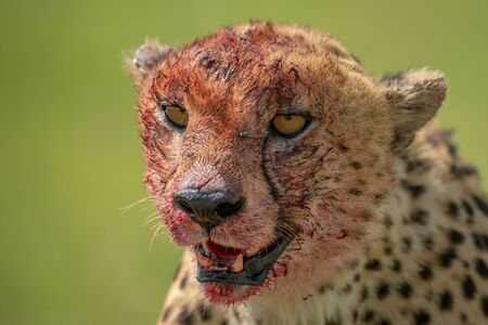 Close-up of bloodied cheetah with green backgroundの写真素材