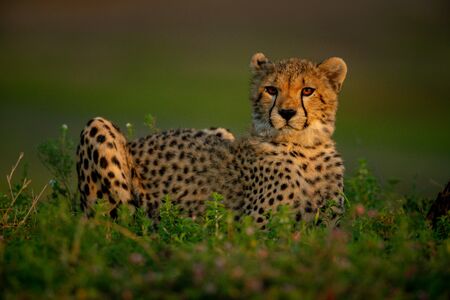 Cheetah cub lies among plants eyeing cameraの写真素材