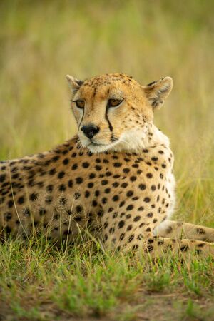 Close-up of cheetah lying in grass staringの写真素材