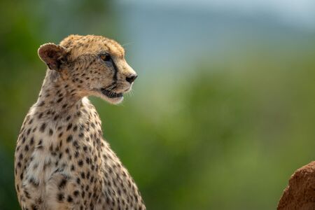 Close-up of cheetah sitting on termite moundの写真素材
