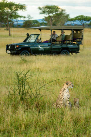 Cheetah and cub sit near safari truckのeditorial素材