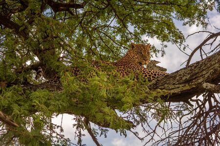 Leopard lies on branch in leafy treeの写真素材