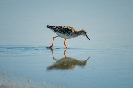 Immature ruff wades in shallows with reflectionの写真素材