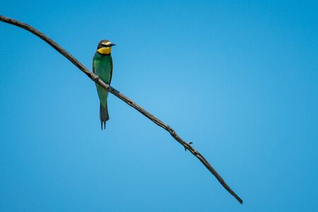 European bee-eater on branch under blue skyの写真素材