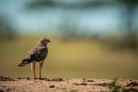 Immature dark-chanting goshawk on horizon facing rightの写真素材