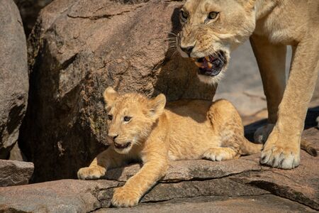 Cub lying on rock with snarling lioness