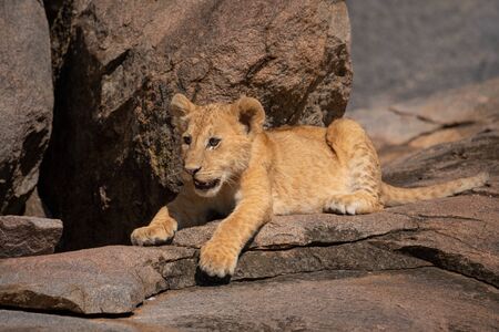 Lion cub lying on rock in sunの写真素材