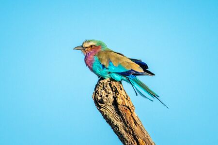 Lilac-breasted roller on stump under perfect skyの写真素材