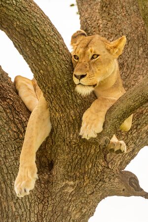 Lioness lies in forked branch turning headの写真素材