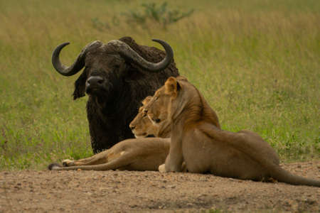 Lionesses lie on track near Cape buffaloの写真素材
