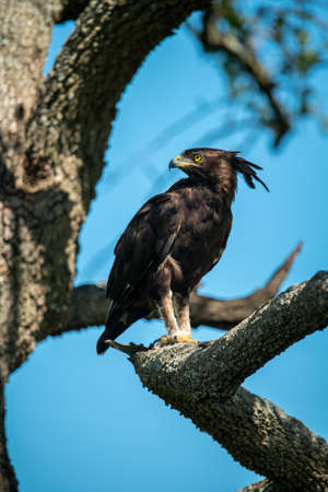 Long-crested eagle perched on branch turning headの写真素材